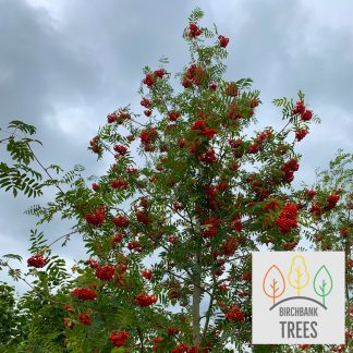 Rowan tree / Mountain ash tree (Sorbus aucuparia) up to 2m tall - Delivery from £10