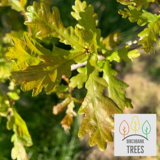 English Oak tree (Quercus robur) pot grown - Free delivery