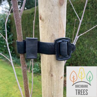 Tree Stake & Tie