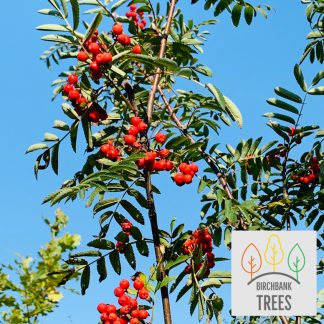 Rowan tree / Mountain ash tree (Sorbus aucuparia) 2m-3m tall - Delivery from £10