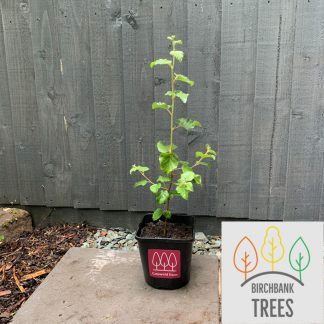 Downy Birch tree (Betula pubescens) pot grown - Free delivery